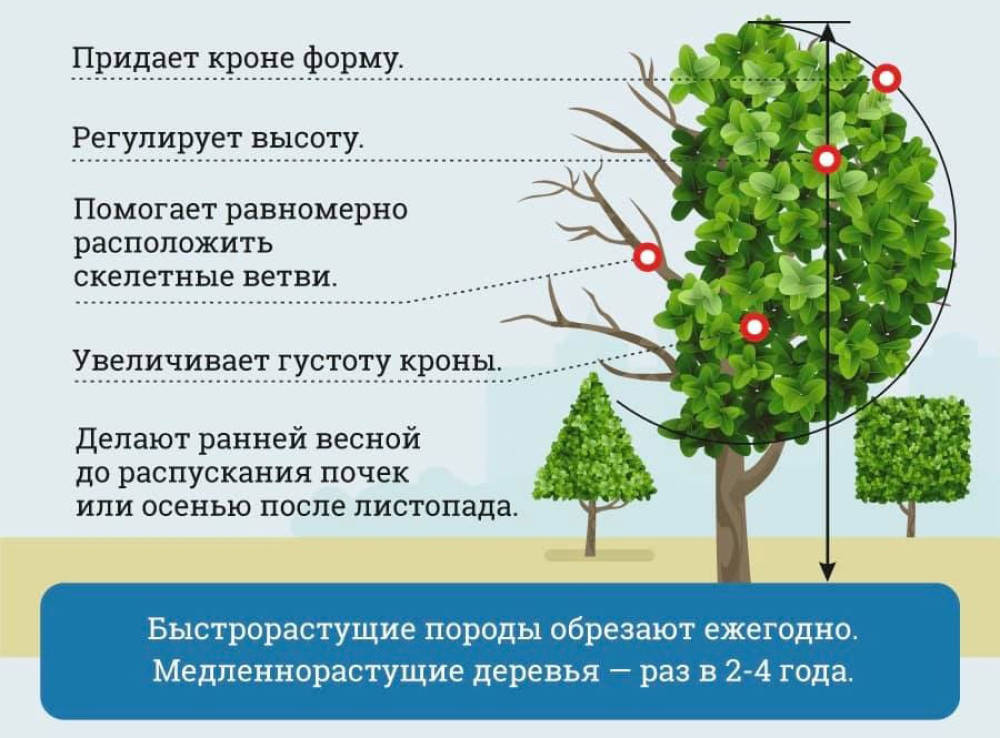 Схема структурной обрезки деревьев