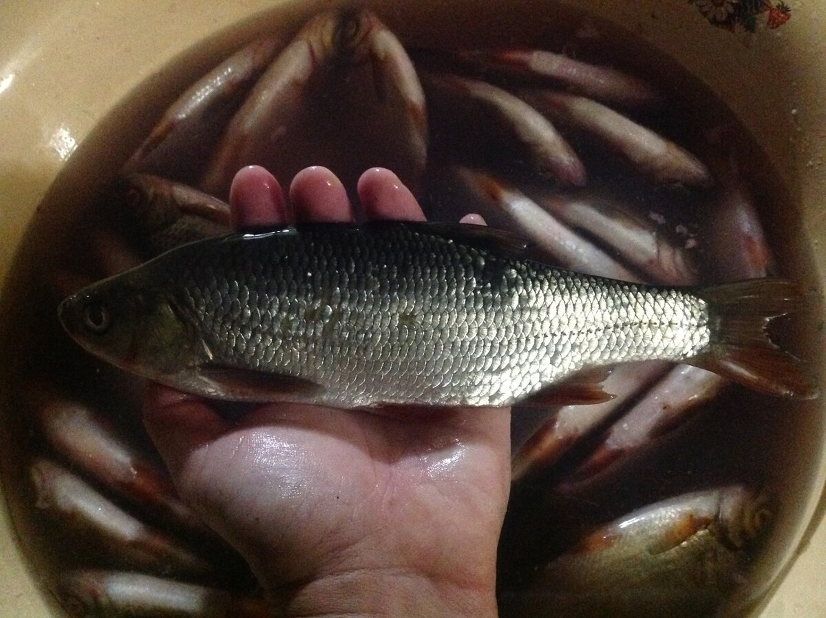 Осенний голавль