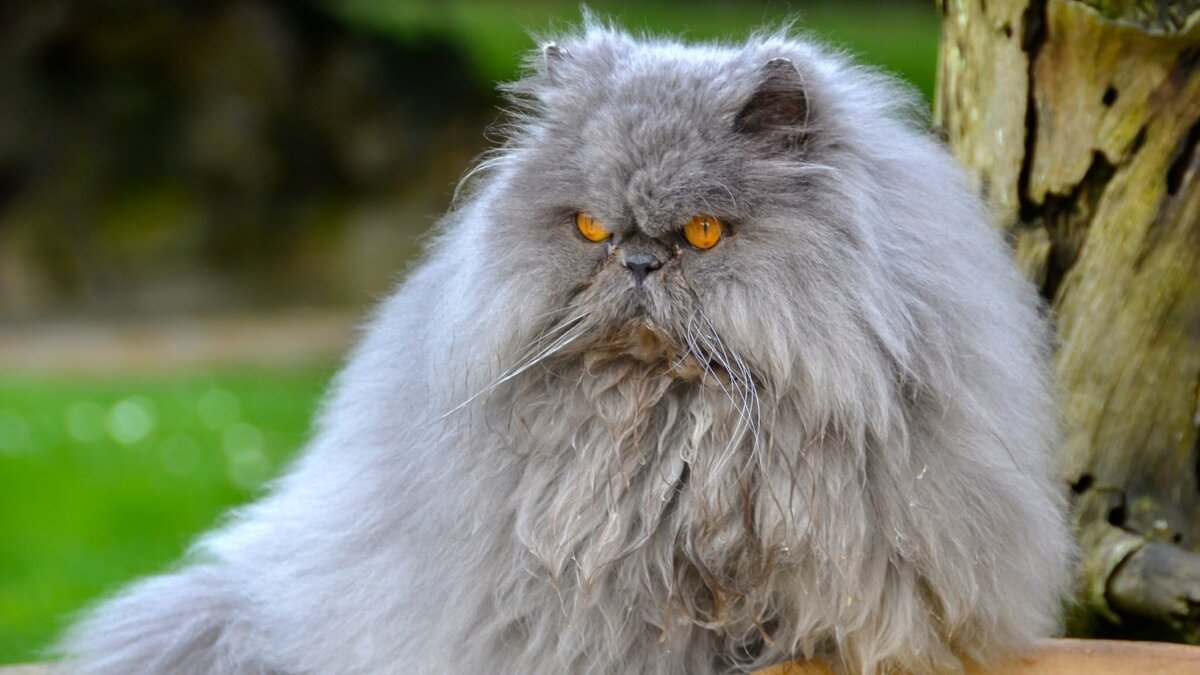 Персидские коты знаменитостей | Животные | Дзен