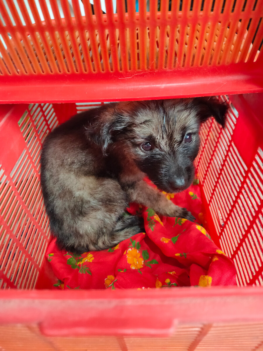 Сидит пока в корзинке на карантине, ждёт.