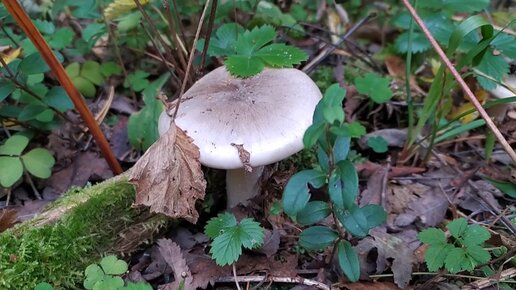 Говорушка серая (Clitocybe nebularis). Как выглядит гриб на месте произрастания.