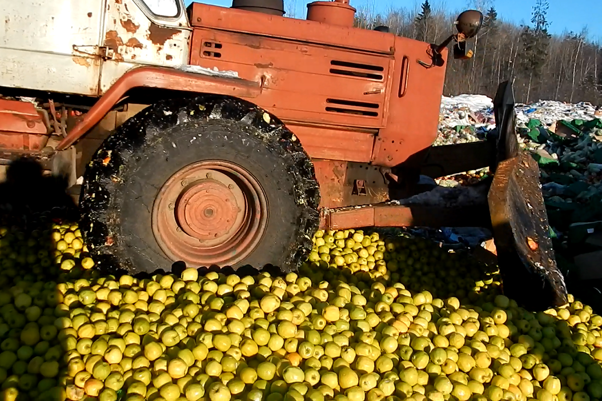 Давило бульдозер. Раздавили яблоки бульдозером. Санкционные продукты. Давят фрукты. Бульдозеромраздавили яблоки.