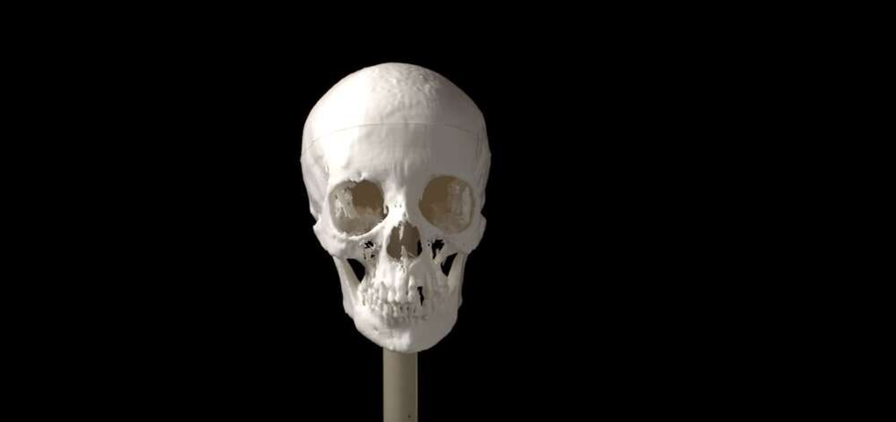 Череп мумии, напечатанный на 3D-принтере на основе компьютерной томографии. Источник изображения: Мельбурнский университет