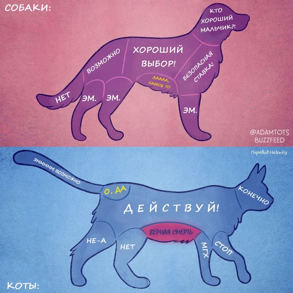 Кот хороший мальчик. Где можно гладить кошку и собаку. Куда можно гладить кошку. Куда можно гладить собаку. Почему собакам Нравится когда их гладят.