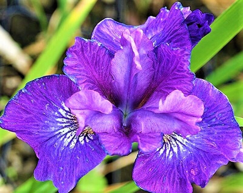 Листайте галерею. Элитный сорт Rosy Bows. Фото с сайта: https://clck.ru/Yitfs.