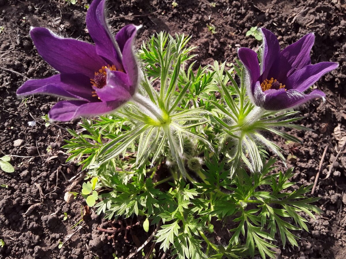 Первое в жизни цветение прострелов в моем саду