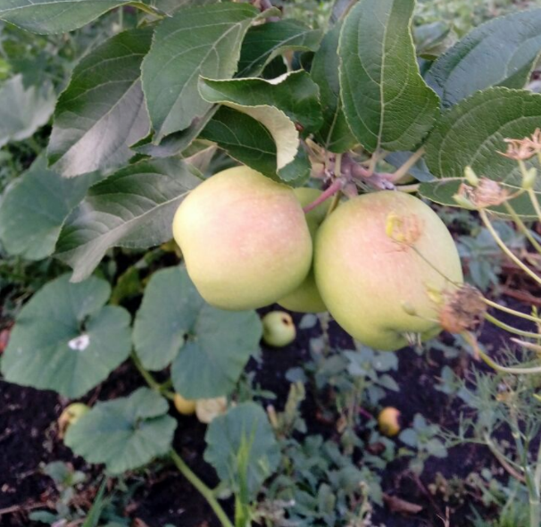 Фото автора.