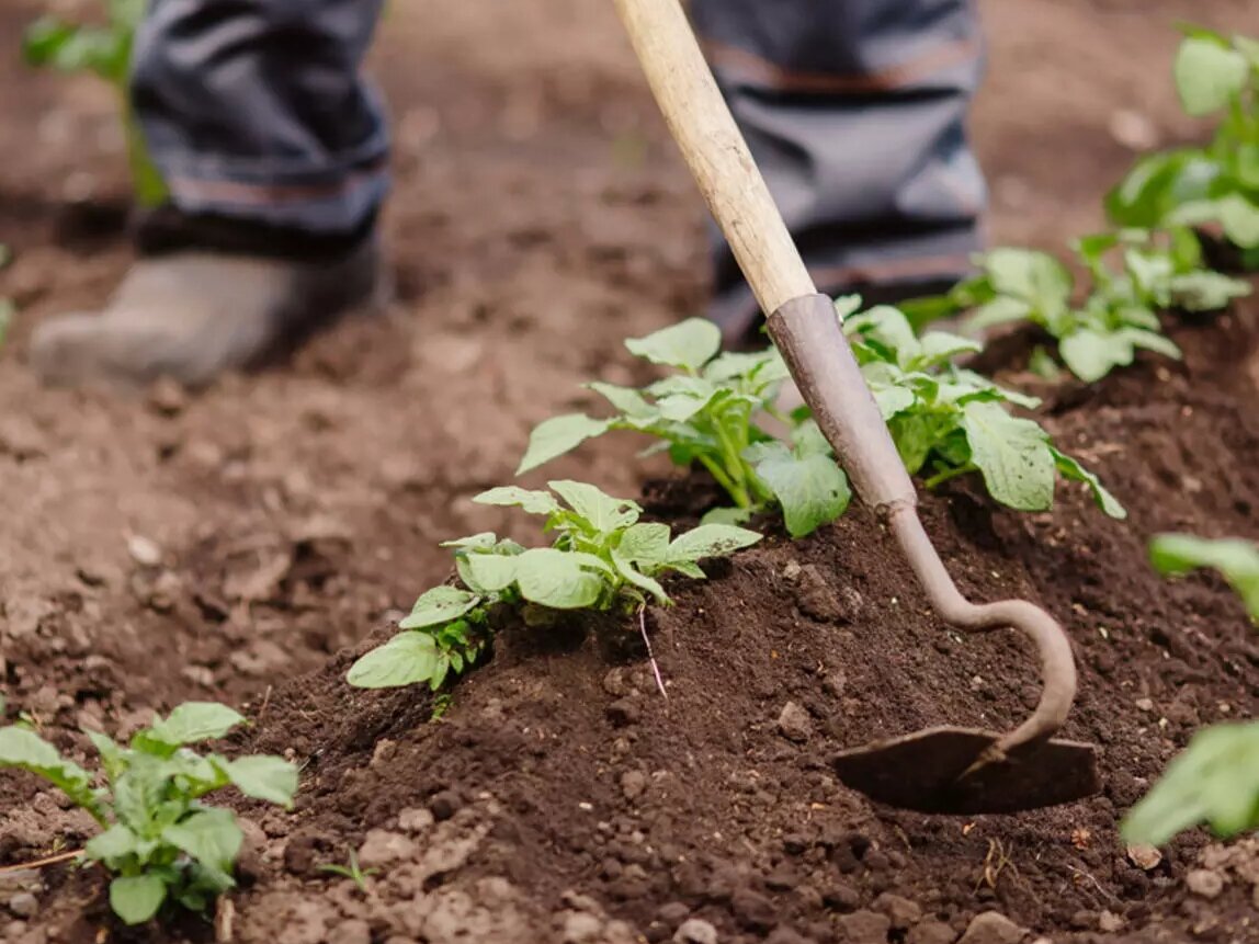 Фото: krautundrueben.de