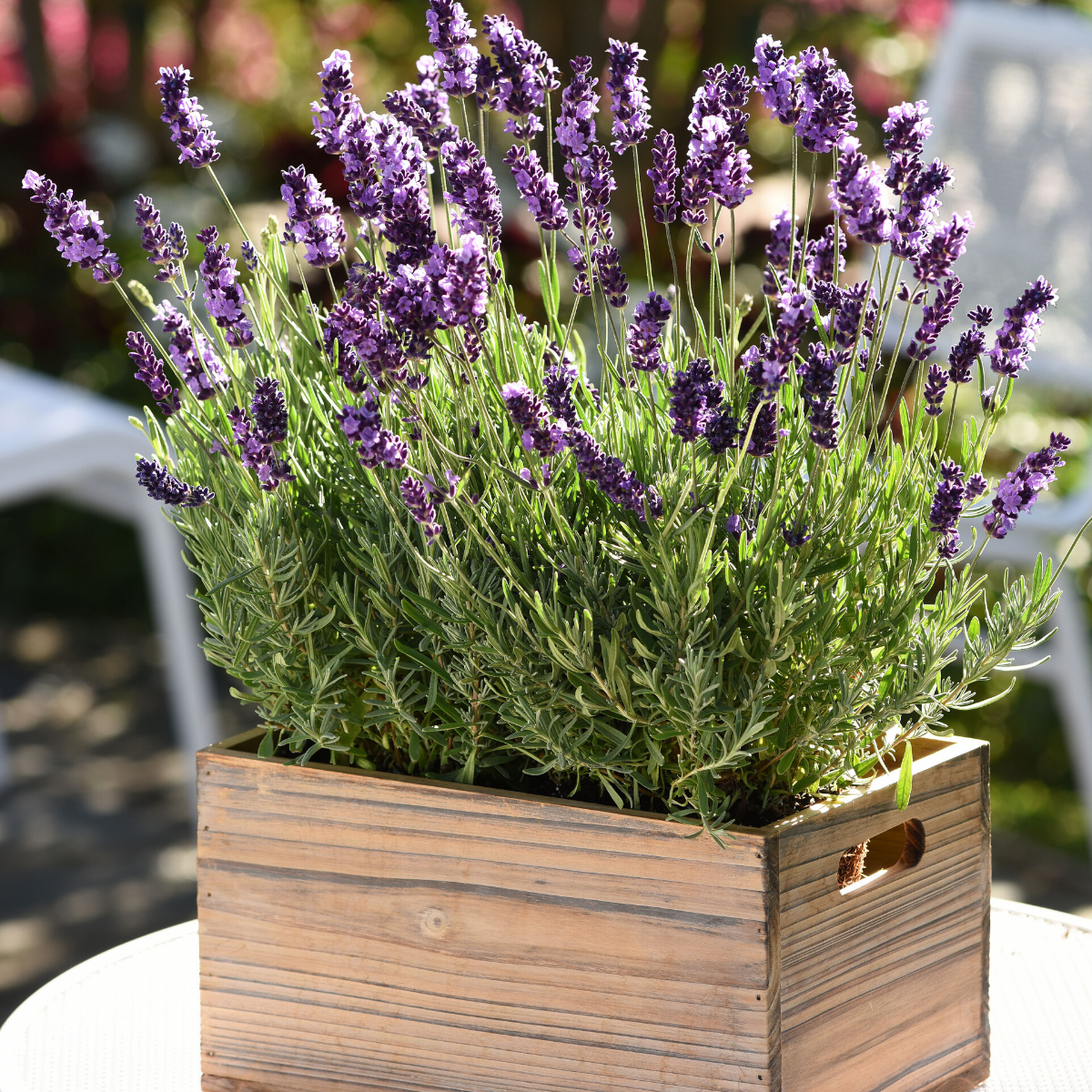 Lavandula angustifolia. Лаванда узколистная Hidcote. Лаванда узколистная Вознесенская. Лаванда Hidcote Blue. Лаванда узколистная Хидкот Блю Стрейн.