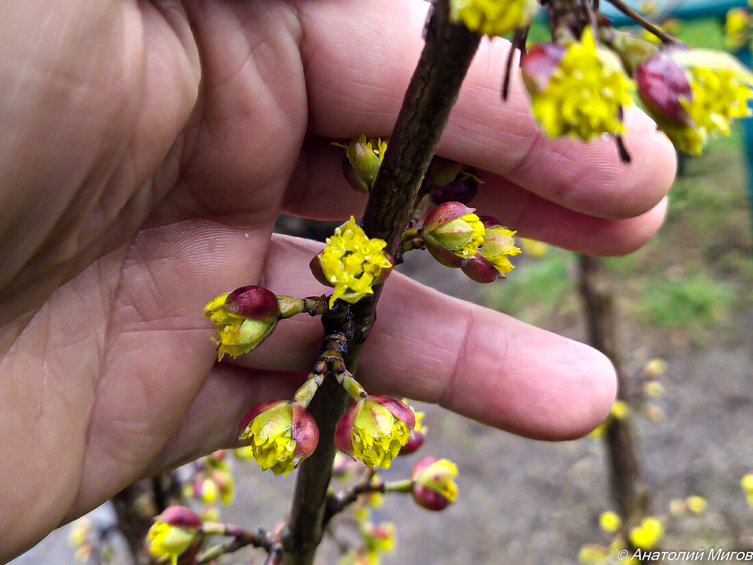 На фото: первые цветы кизила 2022 г.