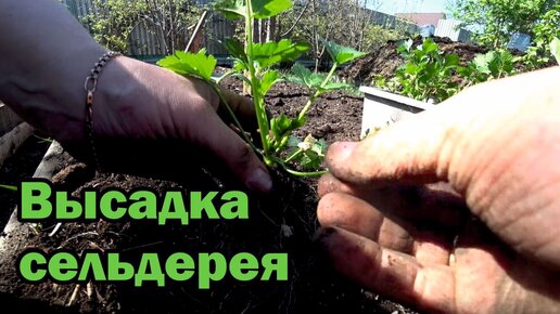 Высадка сельдерея