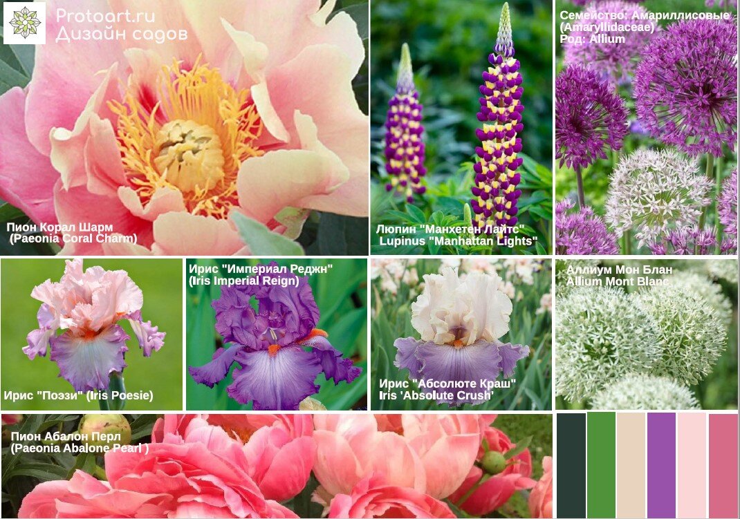 Пион классический элемент бордюра.