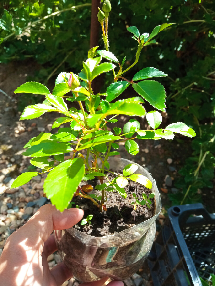 Черенок того года - зацветает