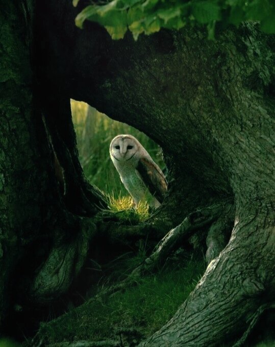 В старом Колдовском лесу растут большие и загадочные деревья. В их корнях можно устроить уютный ночлег. А некоторые деревья настолько огромные, что их выступающие корни вполне могут заменить шалаш!