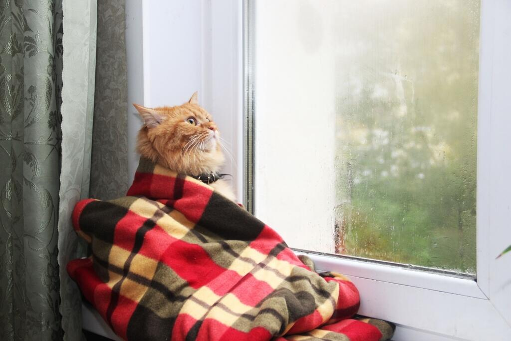 На улице тепло хорошо. Кот на окне. Кот в пледе. Котик у окна. Кот в пледе у окна.