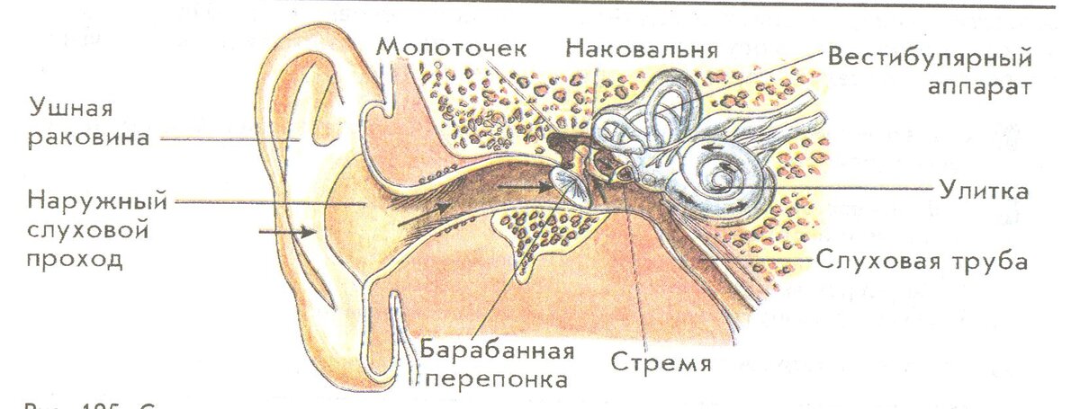 Строение уха рисунок 139