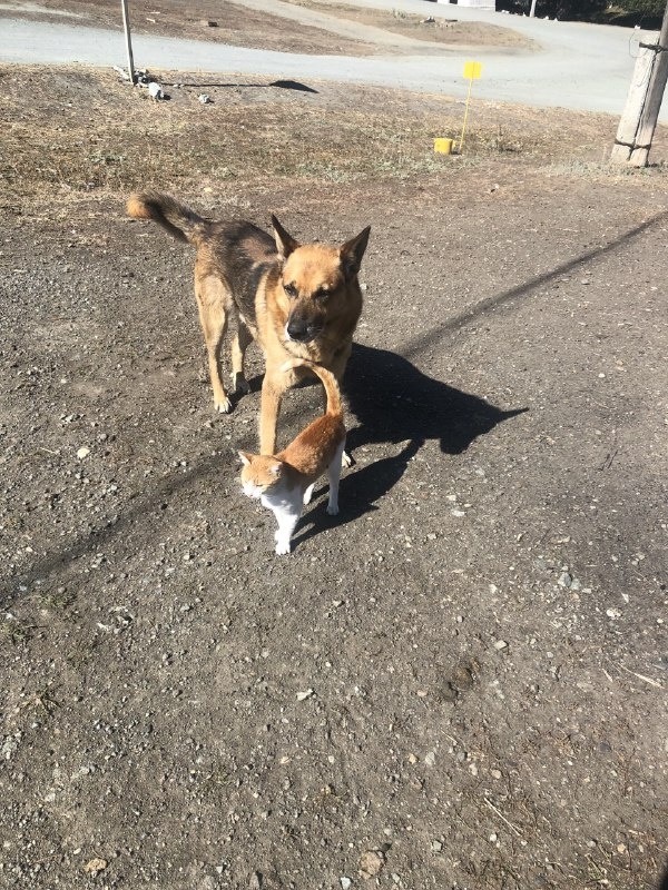 Граф с домашним котом