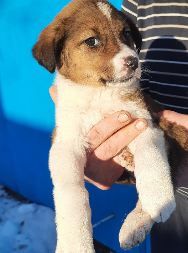 Это Амазонка