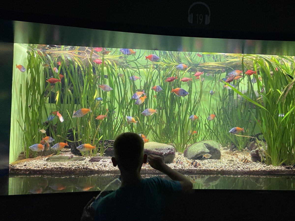 Аквариумы с гуппи и водорослями. Рыбки для аквариума. Рассеиватель воздуха для аквариума. Каждая в аквариуме. Стаурогин аквариумное растение.
