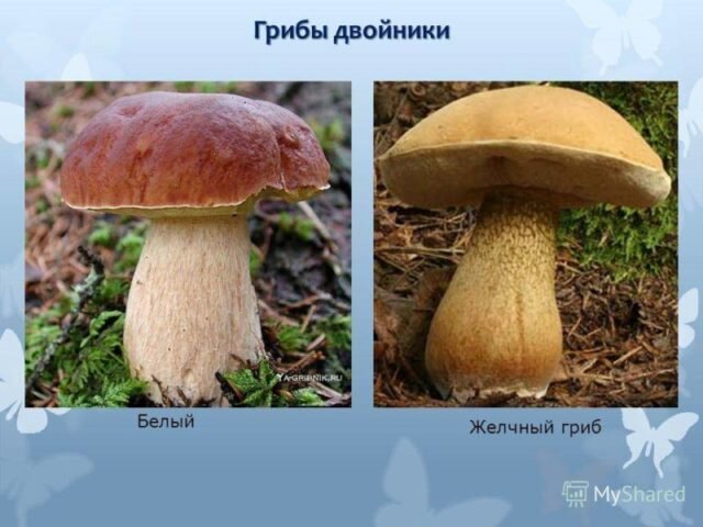 Белые (боровики) - описание продукта, как выбирать, как готовить, читайте на teplovizor-v-arendu.ru