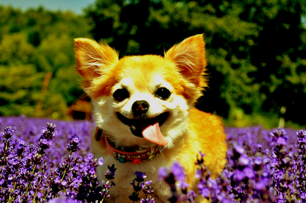 Собака породы чихуахуа