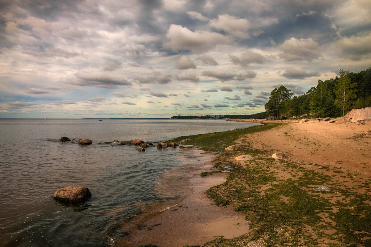 Репино санкт петербург фото. Берег финского залива Репино. Репино финский залив. Бухта Батарейная финский залив. Финский залив в Санкт-Петербурге Репино.