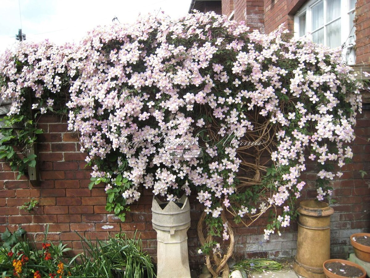Источник фото: https://www.kamelia-gardens.ru/catalog/clematis/clematis-montana-rubens.html