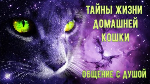 Тайны жизни домашней кошки. Общение с душой. Медиум Светлана Алтухова