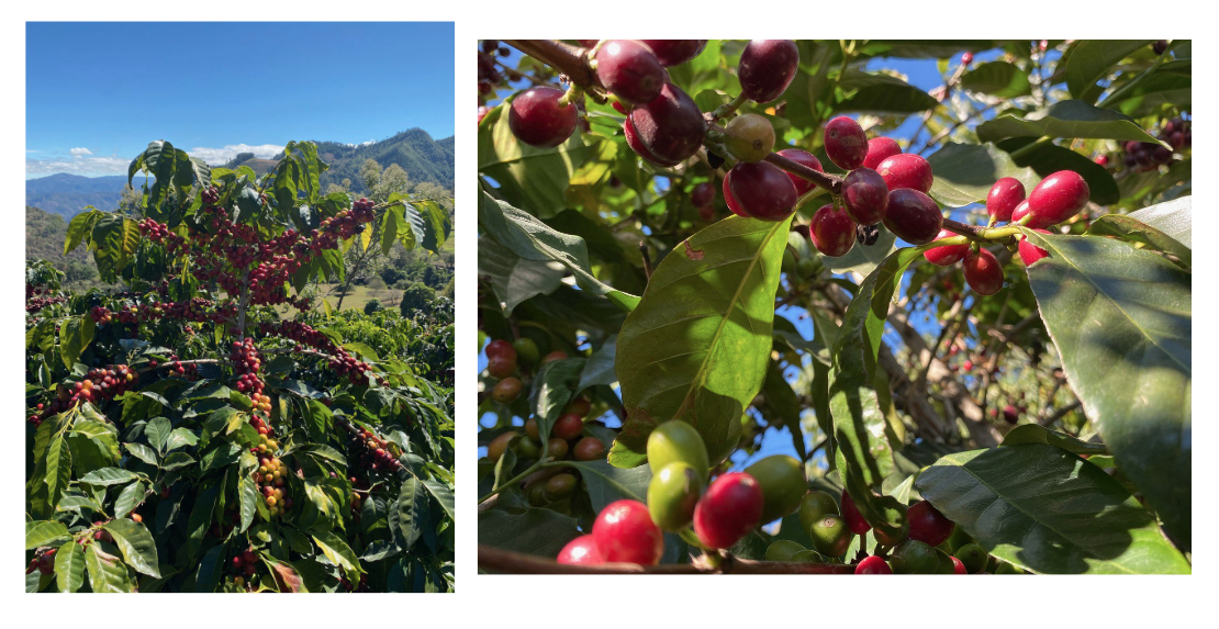 рис 1 - кофейные ягоды на дереве