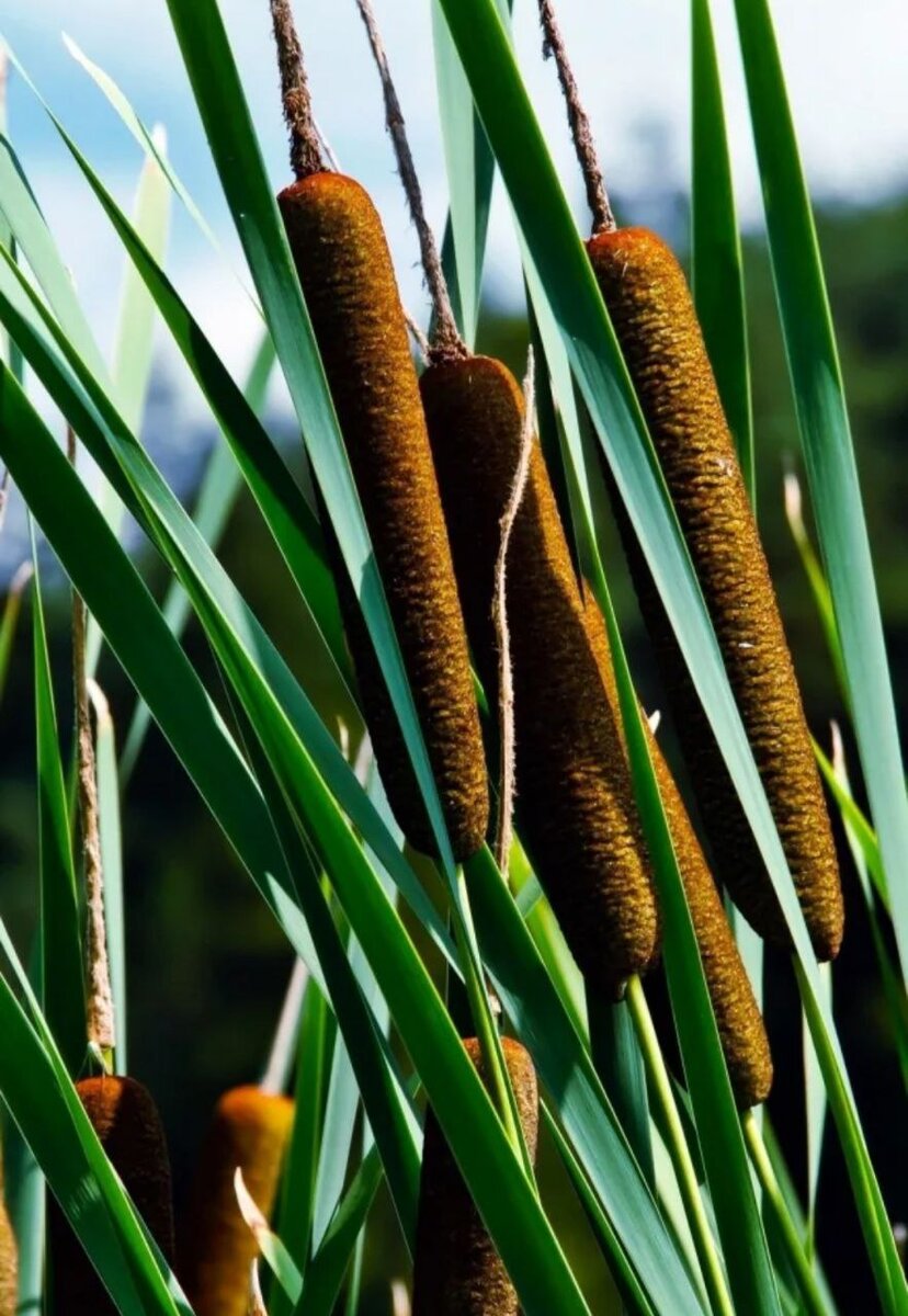 Разновидность камыша. Камыш рогоз чакан. Камыш и тростник. Болотная трава рогоз. Камыш рогоз тростник.