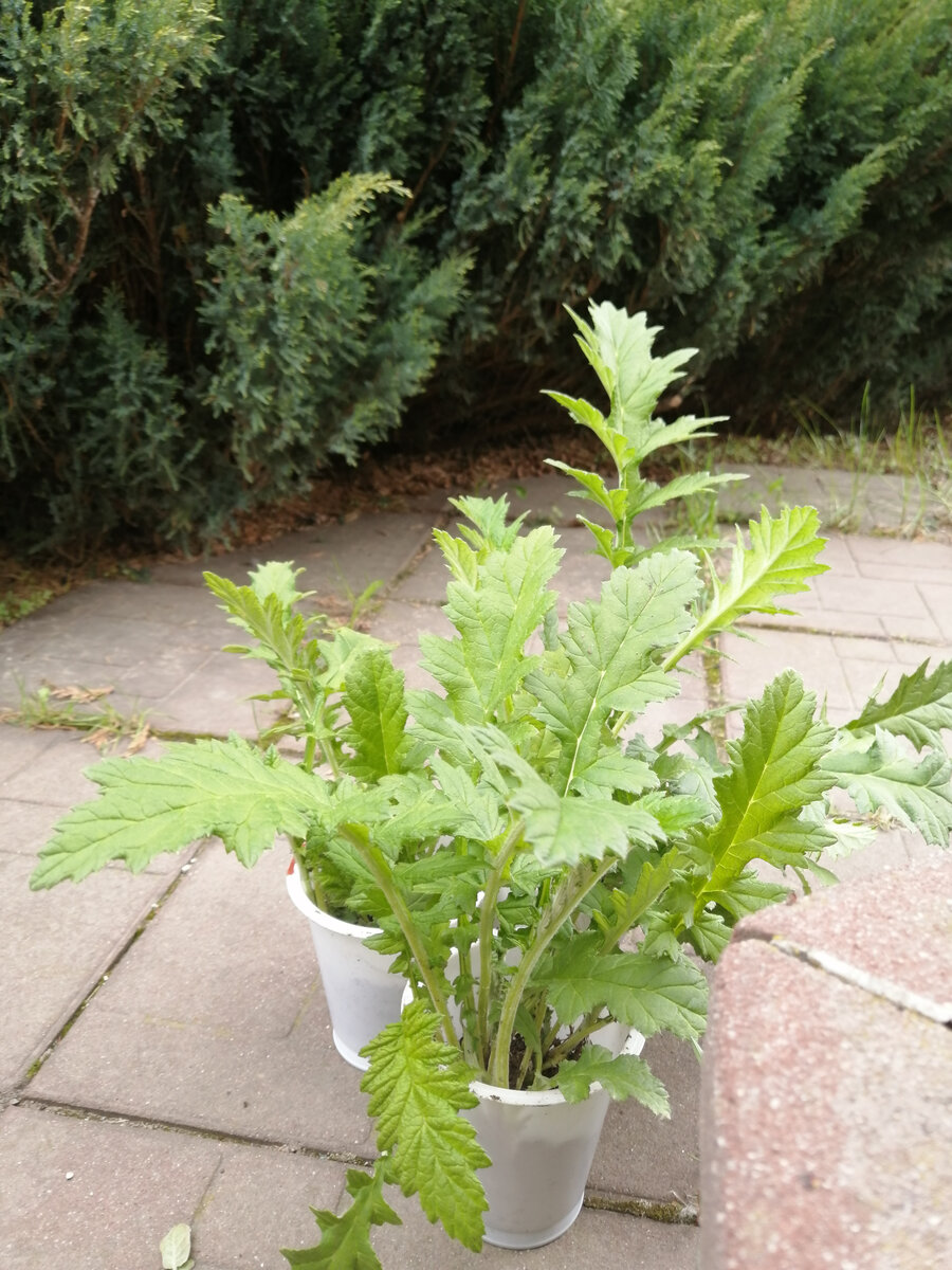 Мордовник, самосев прошлого года. Это не на продажу выкопано, просто так