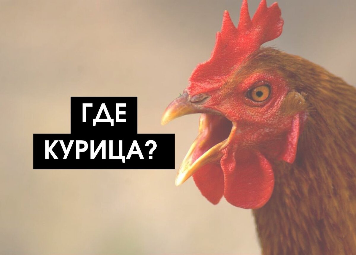 Какие породы кур лучше? - Форум ptichiibereg.ru