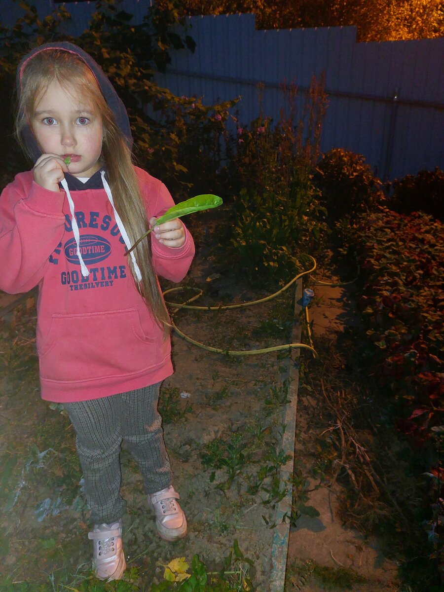 Вчера щавель грызли с грядки