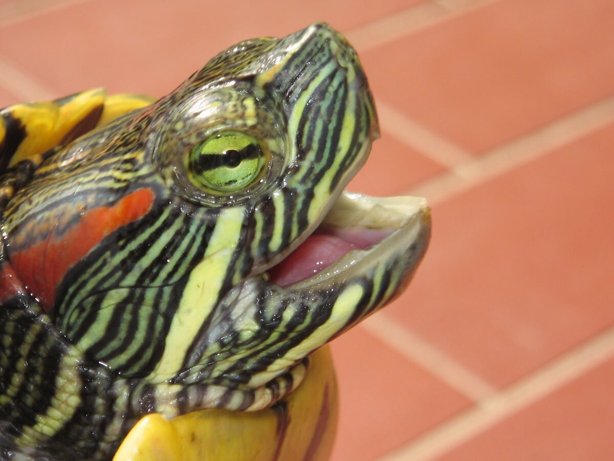 Лечение красноухой черепахи: не отрываются глаза | Мой аквариум | Дзен