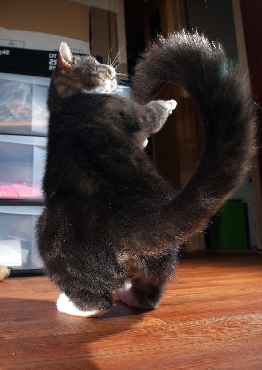 Cat dancer. Коты танцуют. Танцующая кошка. Коты танцоры. Кот танцует.