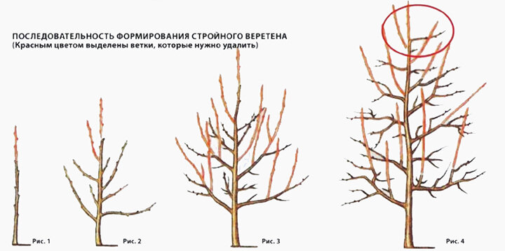 Обрезка яблони веретено схема