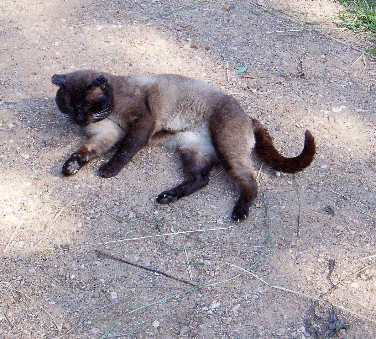 Кот который выбрал нас. | ZOO CHANNEL | Дзен