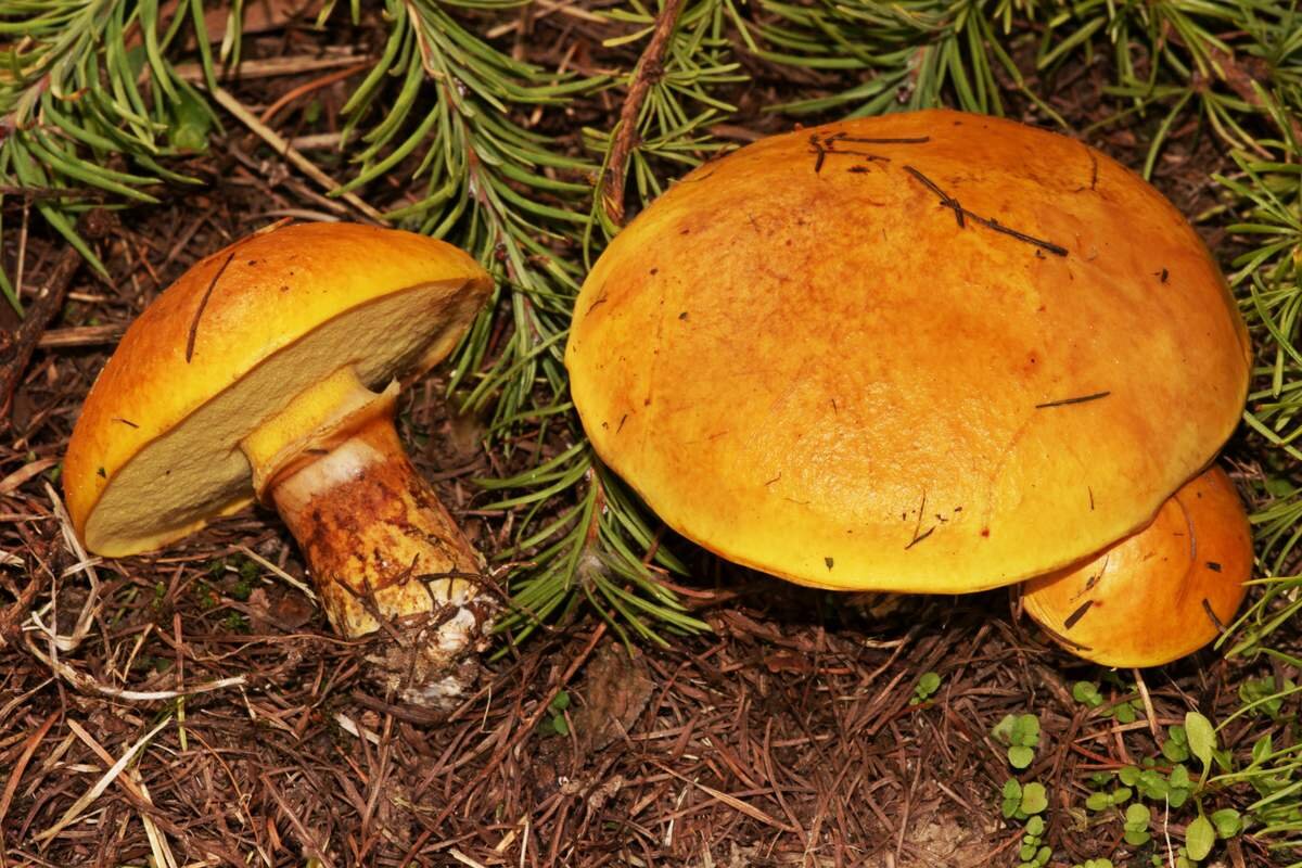 Есть гриб масленок. Маслёнок лиственничный Suillus grevillei. Масленок рыжий (Suillus collinitus). Масленок серый лиственничный. Масленок лиственничный фото.