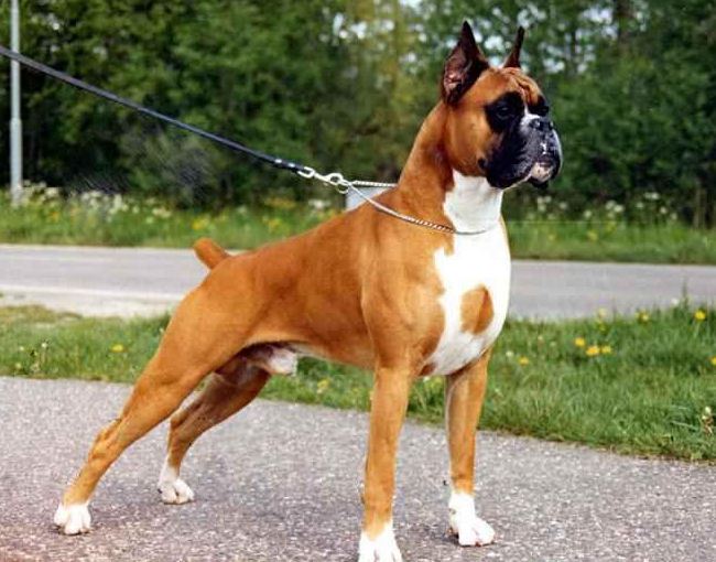  Боксеры порода собак, корни которых идут из Германии. Эти псы – одни из самых популярных четвероногих друзей человека в мире. В чем отличия боксеров от других собак?