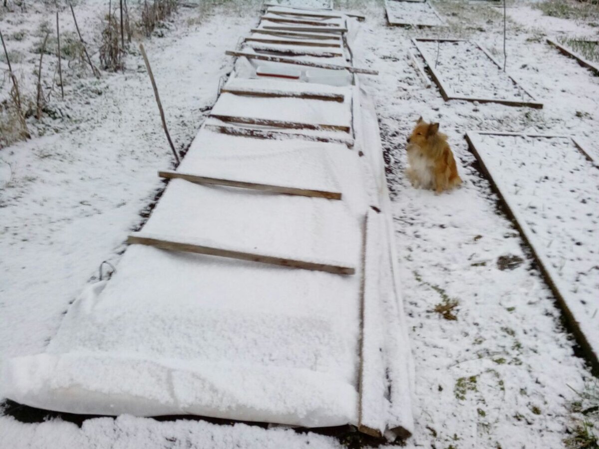 парники под снегом