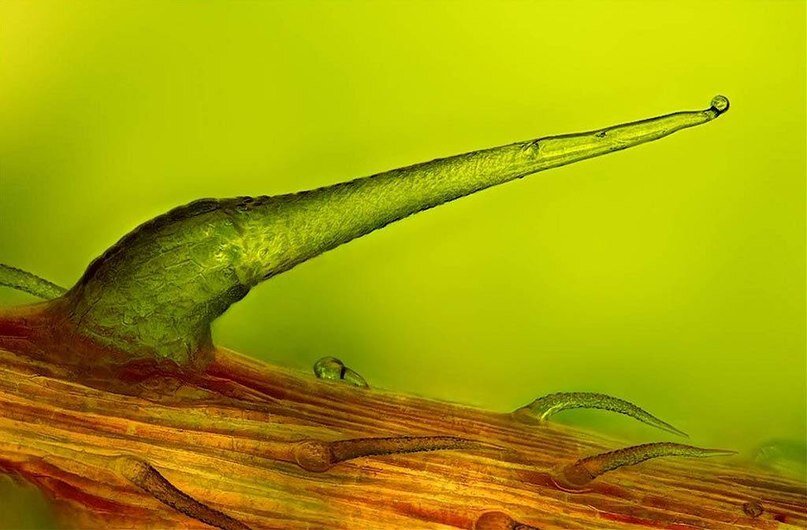 Волосок крапивы под микроскопом