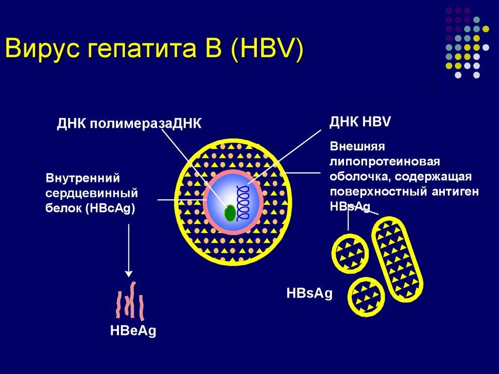 Вирус гепатита д микробиология презентация