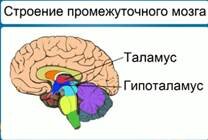 Мозг человека полностью до сих пор не изучен. Головной мозг расположен в черепной коробке человека и занимает примерно 80% ее объема.-2