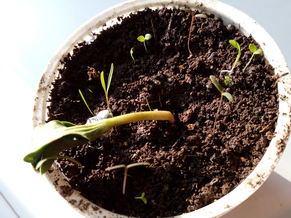 Увядший росток тыквы