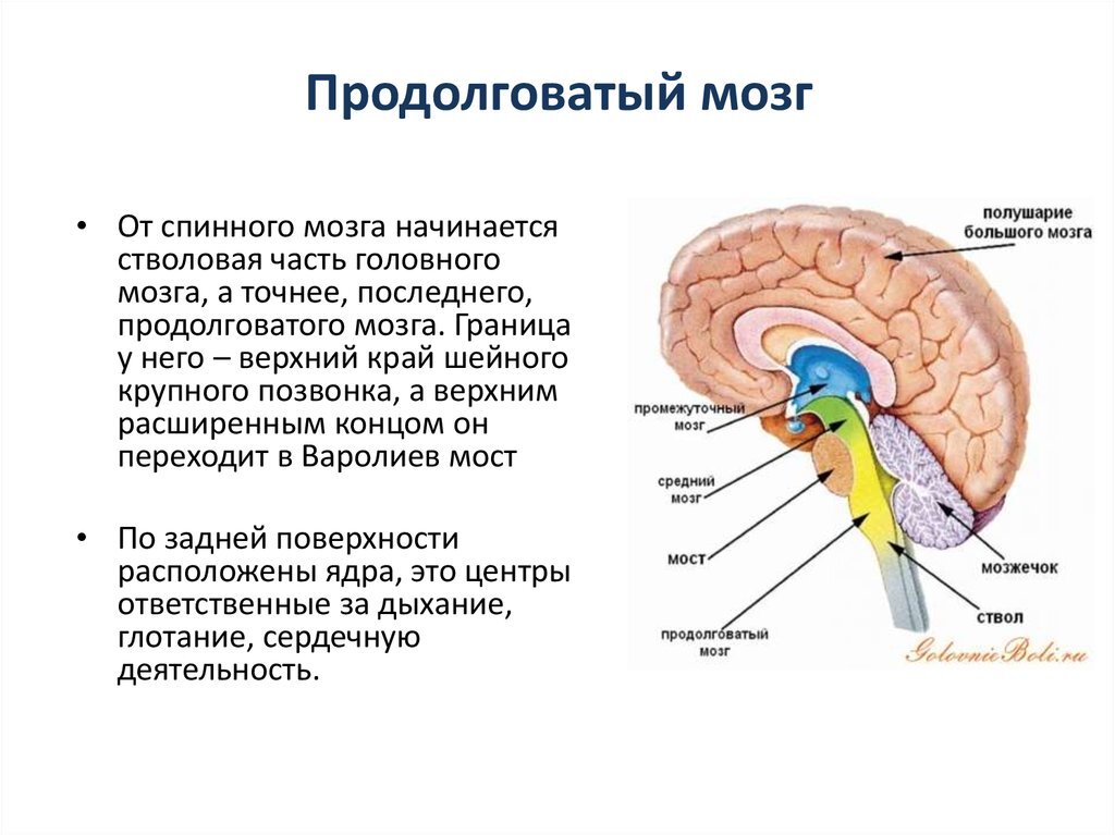 Обозначьте на рисунке и назовите часть мозга контролирующую частоту сердечных сокращений и дыхание