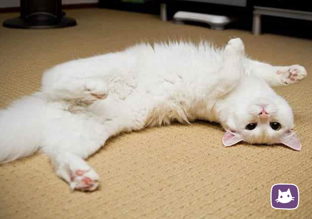 Новорожденные скоттиш фолд. Табби бенгальская кошка рыжая. Включи котики котики маленькие животики. Милый смешной котик. Маленькие пухленькие котята.