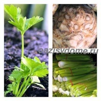 Лучшие сорта сельдерея листового, черешкового, корневого - изучаем,готовимся к новому дачному сезону