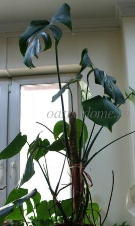 Декоративно-лиственные комнатные растения - каталог с фото и описаниями