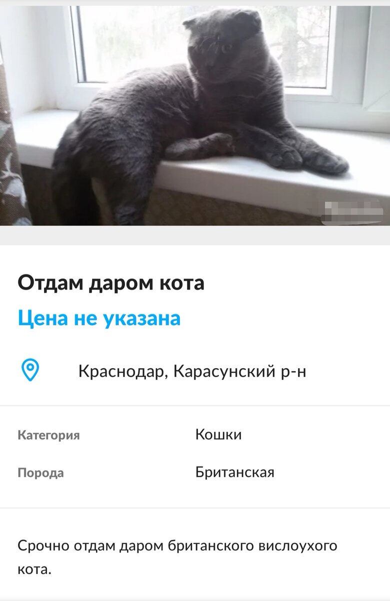 объявление о промывке труб. продам телевизор. подвох объявление. подвох объявление. подвох объявление.