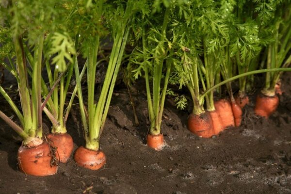 Лучшие соседи для моркови: рядом с чем её посадить?